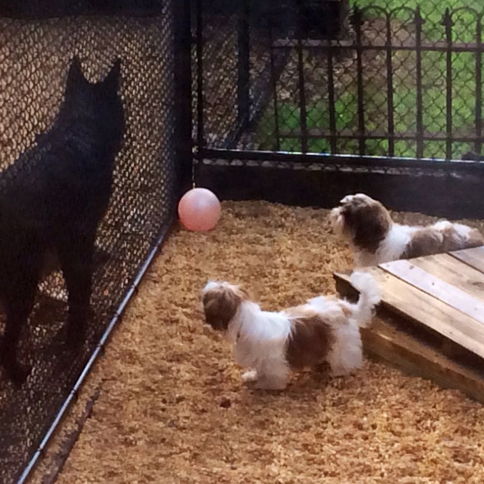 Games   hey buddy  your ball flew over the fence
