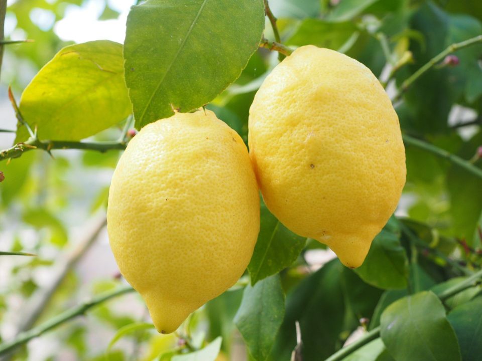 Lemon 57e1d4444f 1920