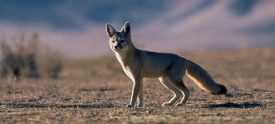 Kit foxes320140408 15819 8qfg16