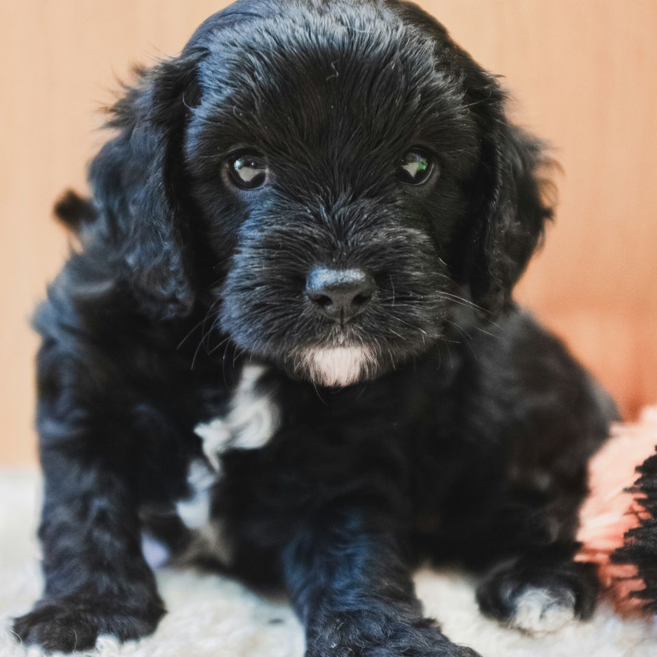 Billy pasco izbb qa39ii unsplash