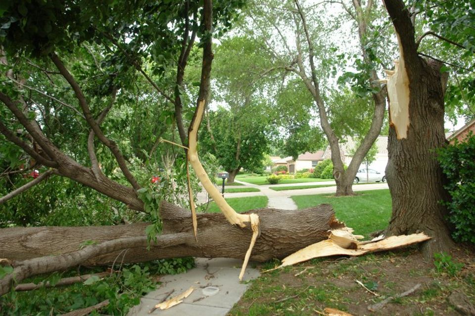 Emergencey tree service roseville