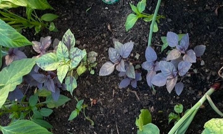 Basil