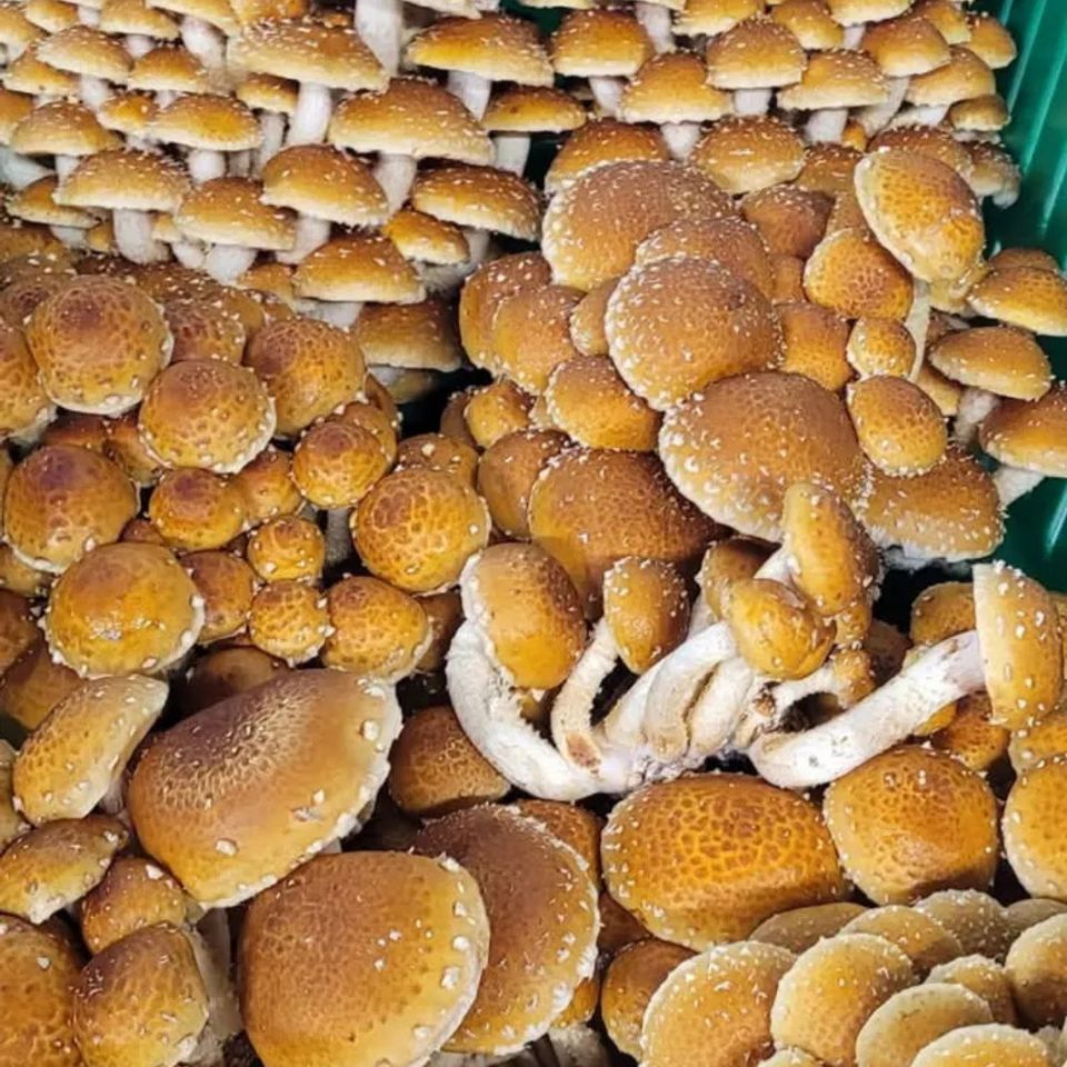 Chestnut mushrooms from Fungi Meadows in Logansport, IN