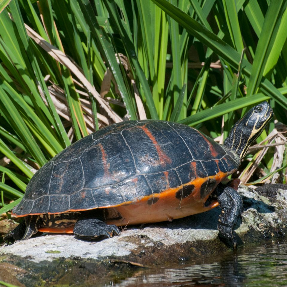 Turtle 3