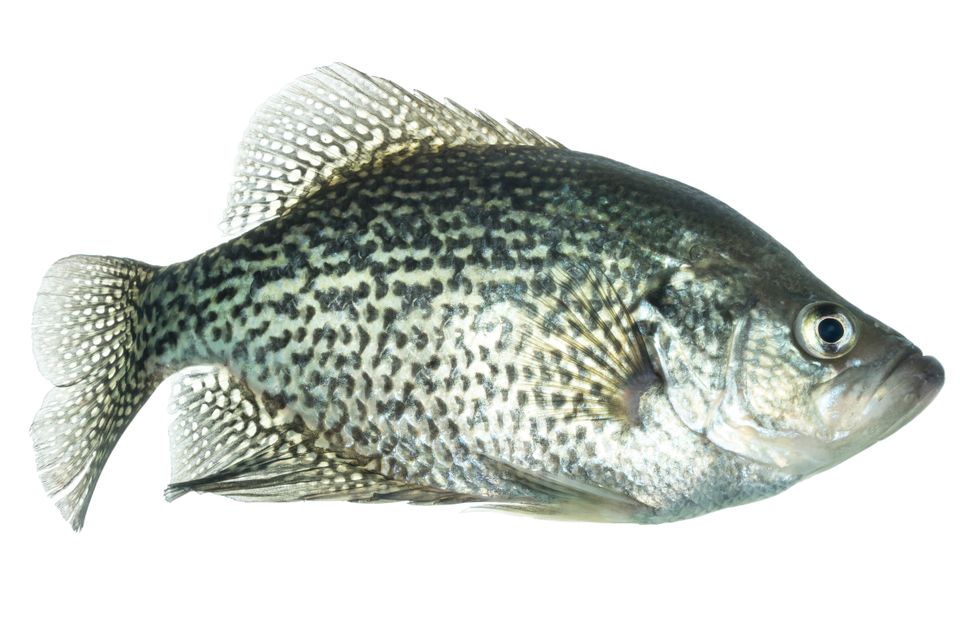 Black crappie sam stukel 2020 2