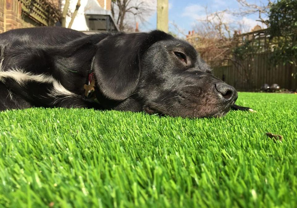 Artifiturf pro doggiegrass