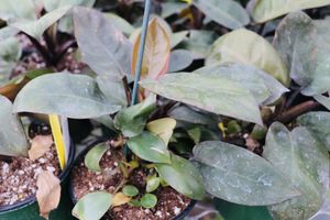 Blackcardinalphilodendron