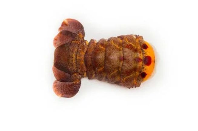 Slipper lobster tail 2 1