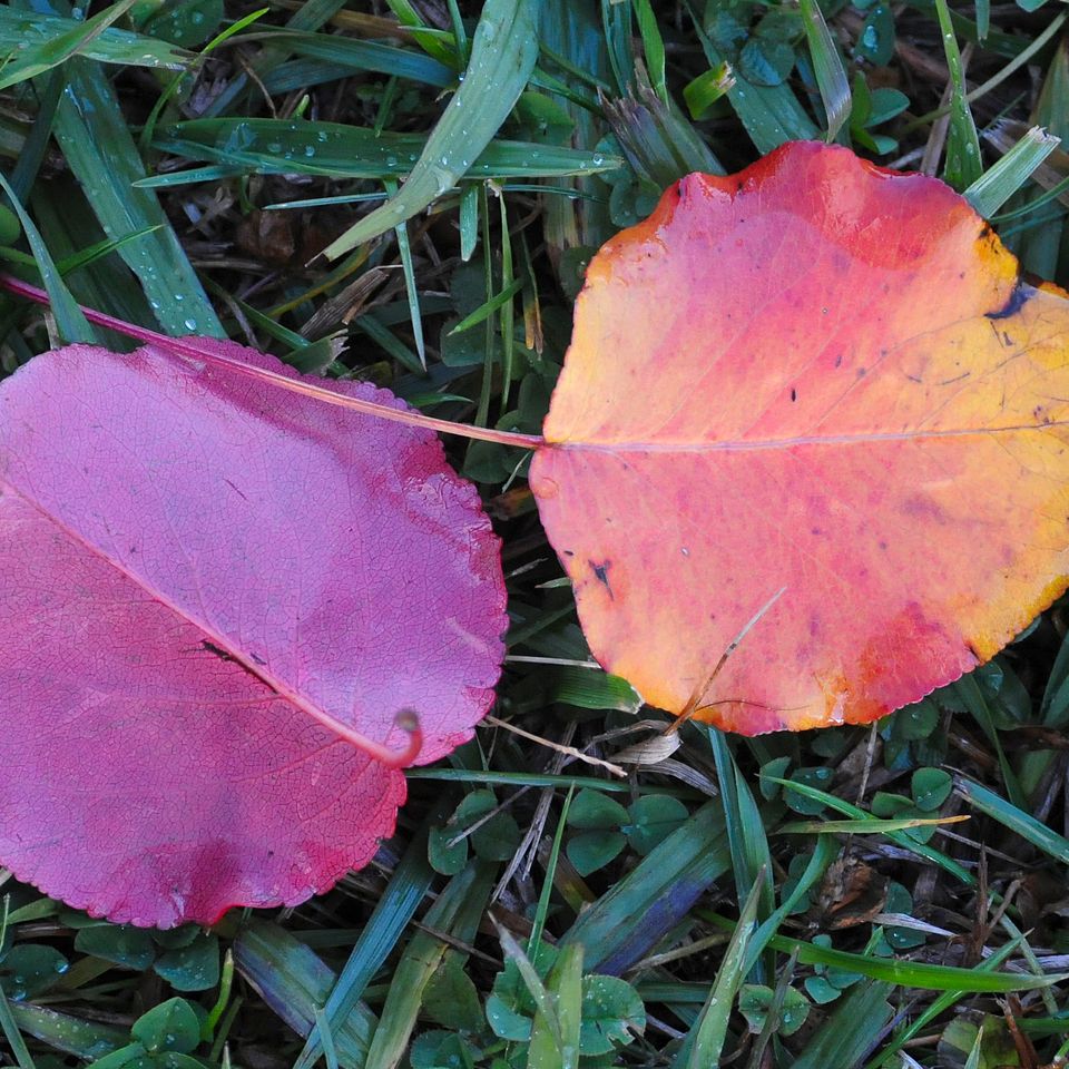 Wet fall leaves sm