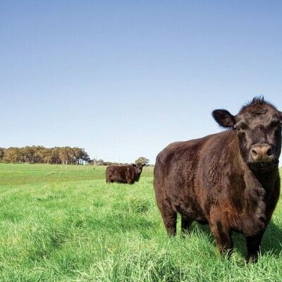 Perennial ryegrass - ECS