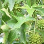 Sweetgum 800x800 1