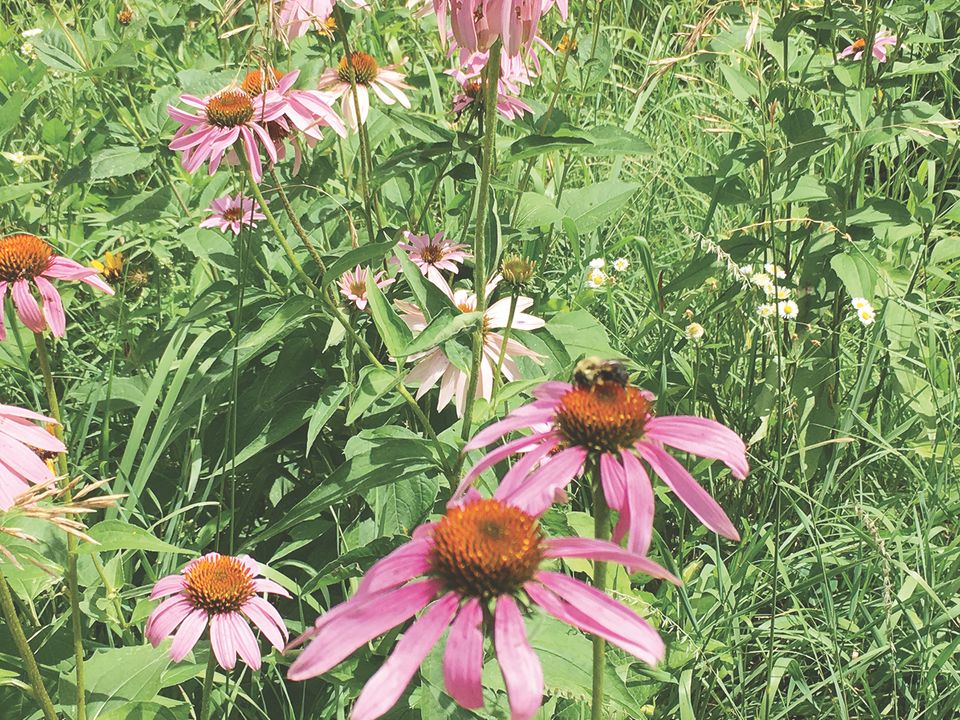 Bees