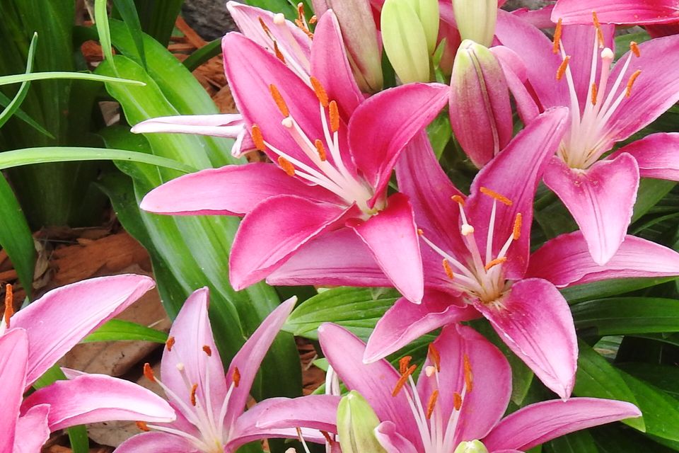 Flowers