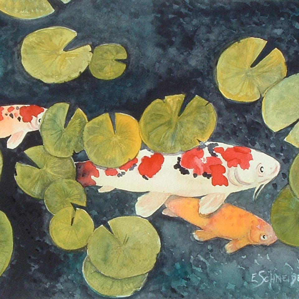 Koi