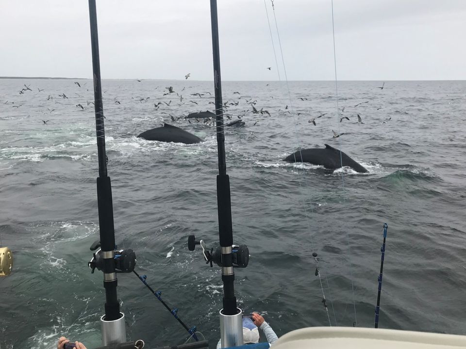 Whales birds feeding reels and rods