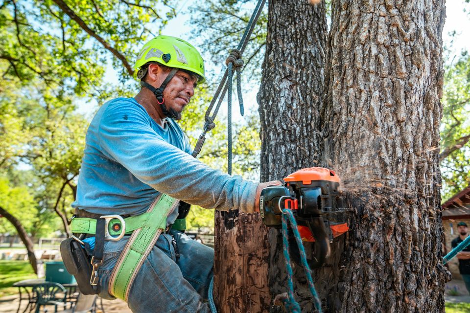 Professional arborist from Above It All Tree Care performing a precision tree removal