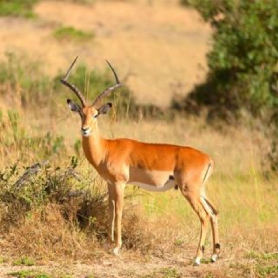 Impala common