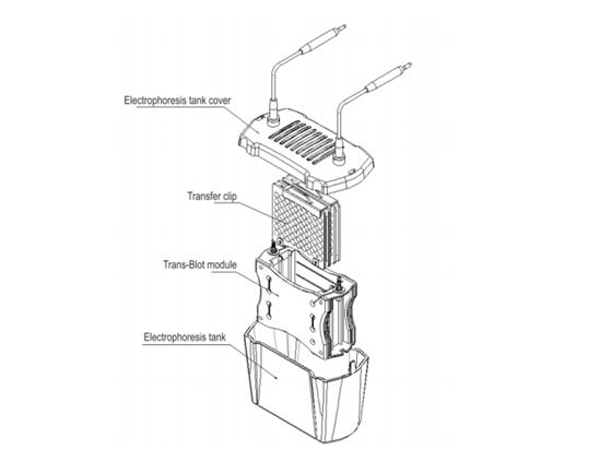 Image (1)