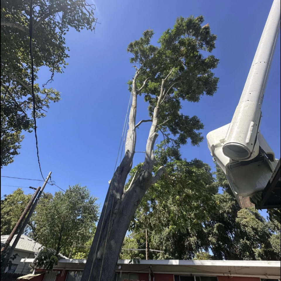 Local tree care specialists shaping a mature yard tree in Yolo County