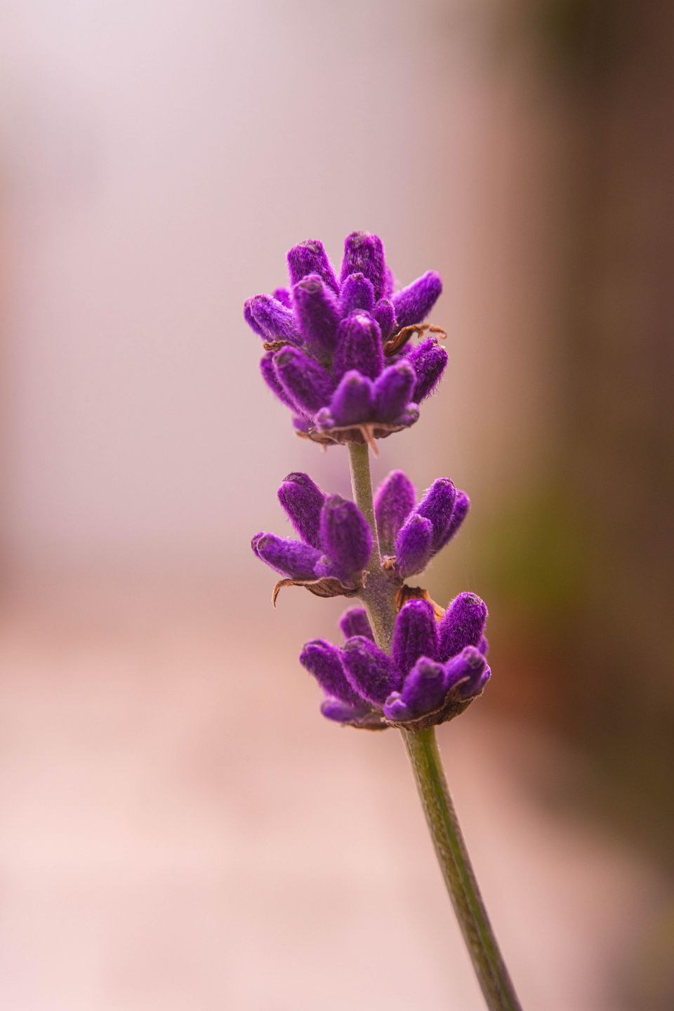 Fleglsebastian7 lavender gd4043a4b4 1920