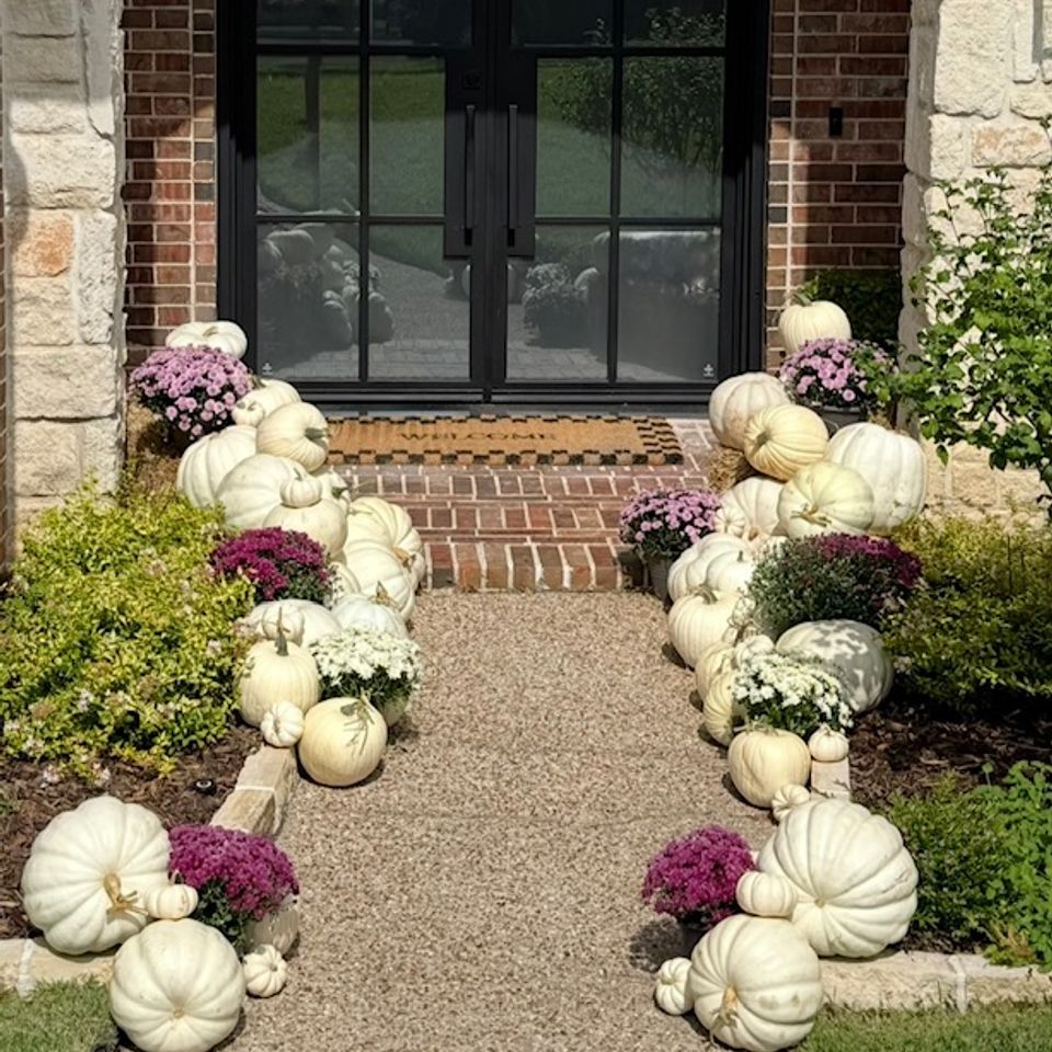 White pumpkins purple mums2