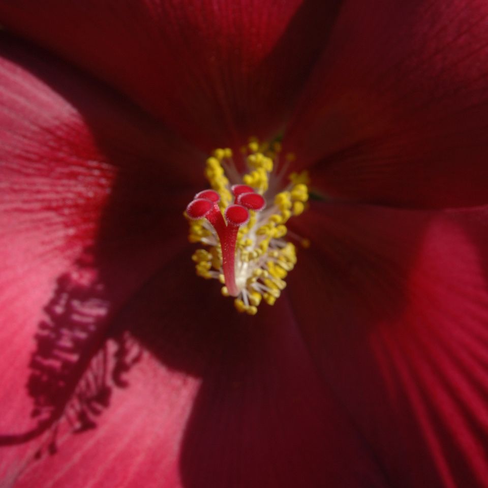 An flower08 rc