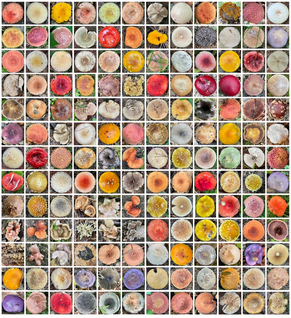 Christinesouthworth 156mushrooms nativeplanttrust