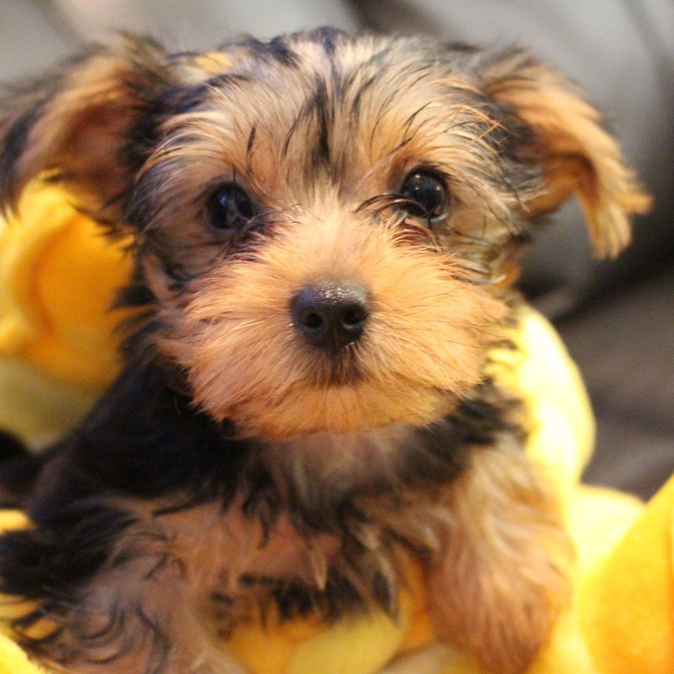 Yorkie g1ed35c592 1920