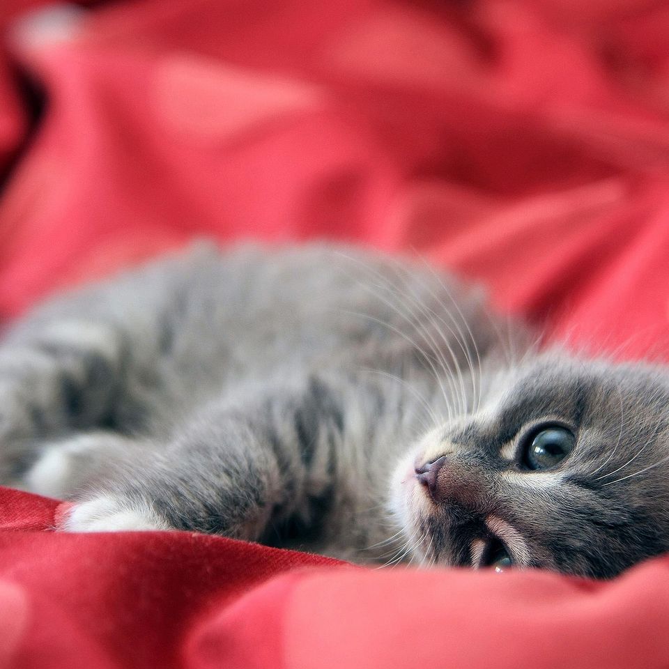 Cat gf8c33de20 1920