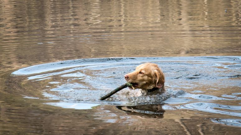 Golden retriever 2203195 1920