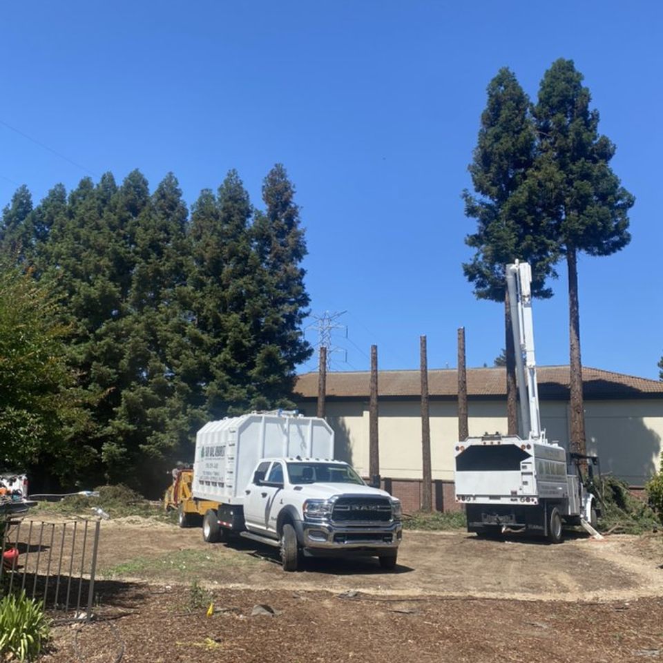 Commercial tree removal operation with utility trucks and crane assisting in cutting tall trees