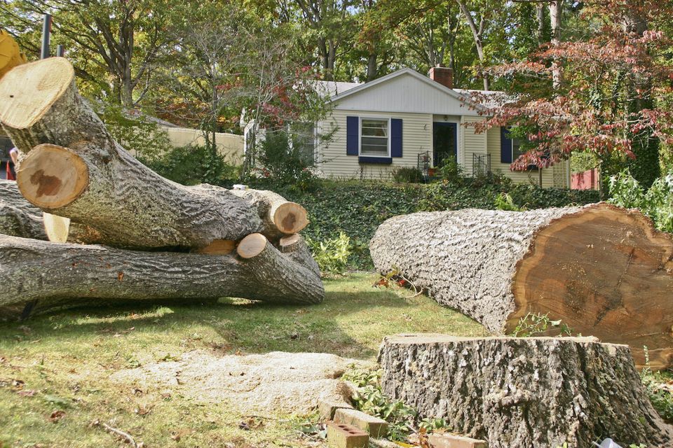 Removing oak tree