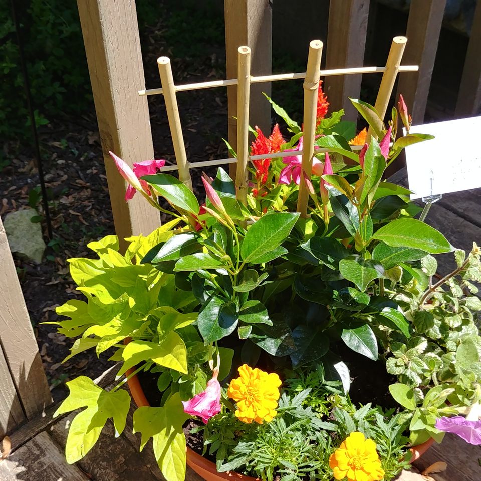 Bloom 10620180611 18523 nufys1