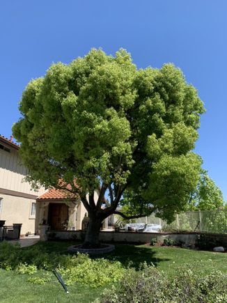Jctreecare11