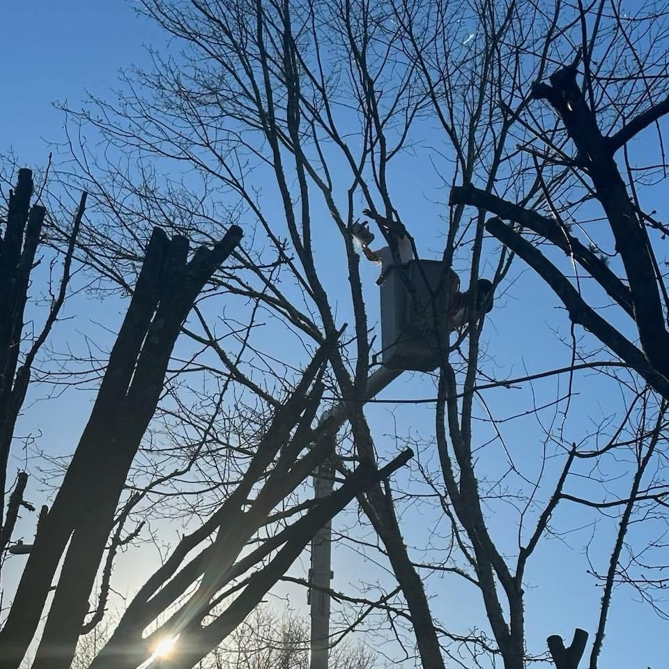 Flores Tree Service, Tree Removal near Durham NC, Tree Services near Durham NC, Tree Trimming, Tree Pruning, Stump Grinding, Flores Tree Service in Durham NC, Tree Services Near Me, 