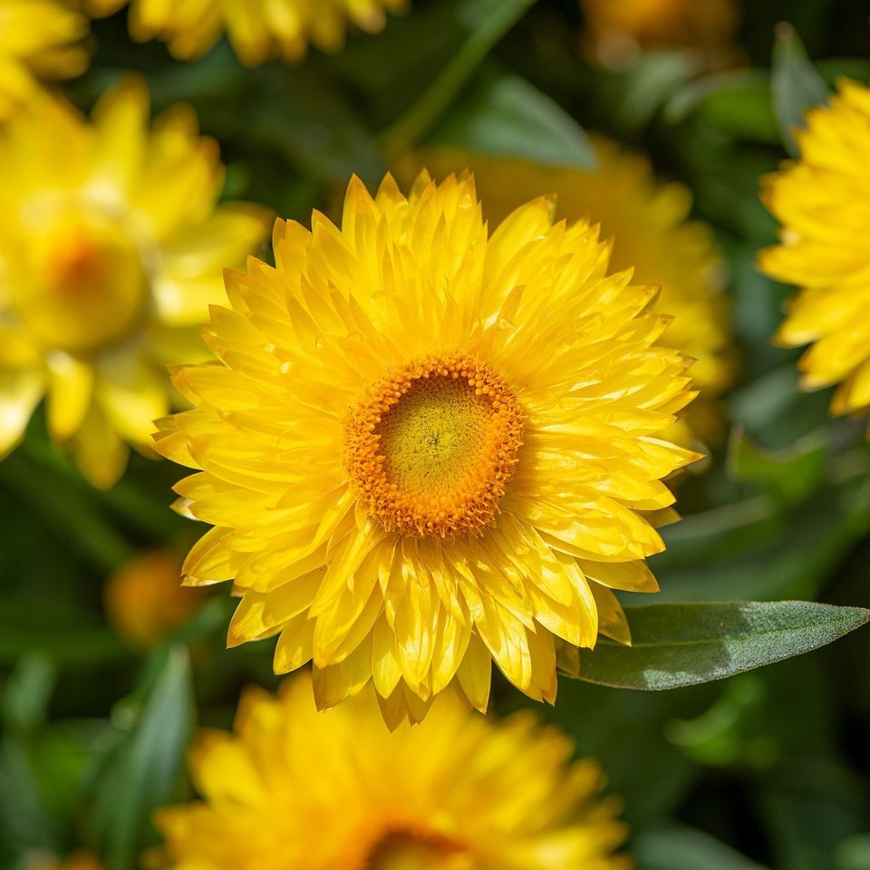 Straw flowers 53e2d04248 1920