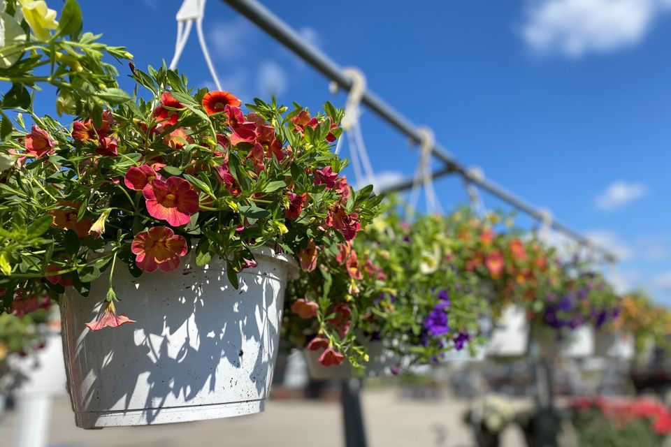 Hanging baskets