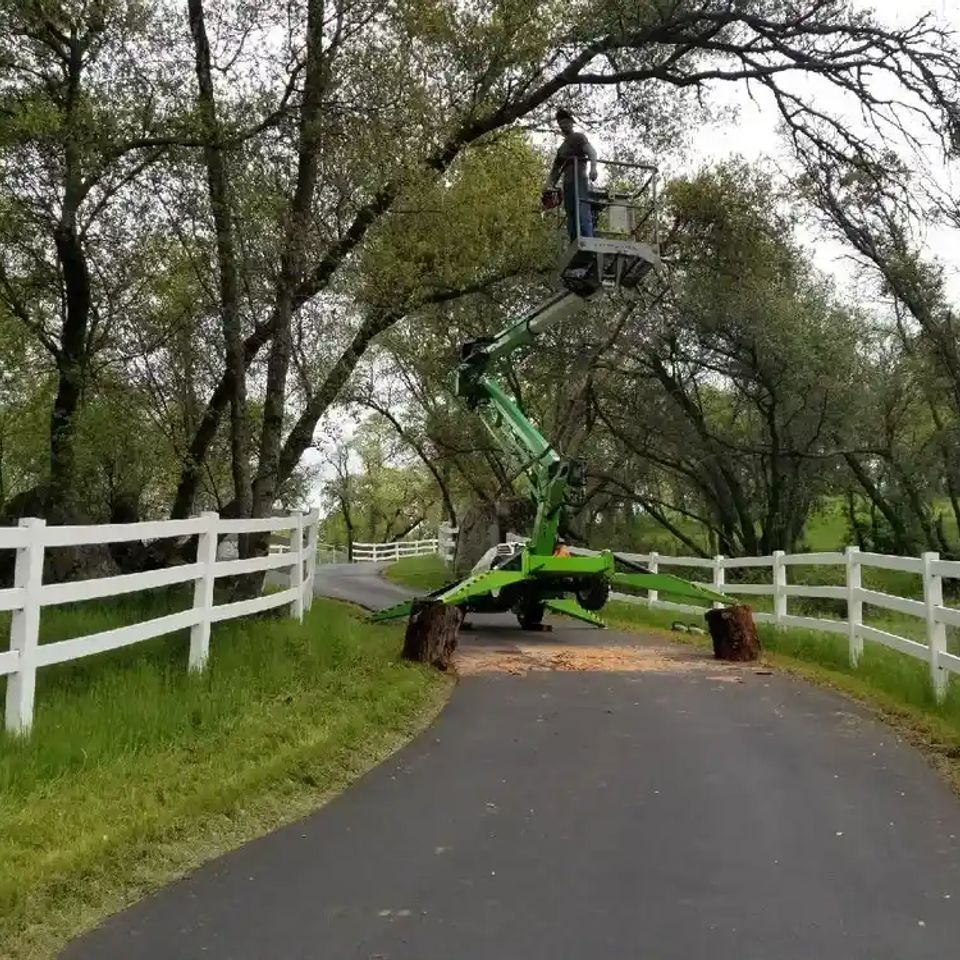 Strategic tree trimming in a Roseville backyard to provide vertical clearance over the roofline, preventing structural damage and improving home safety.