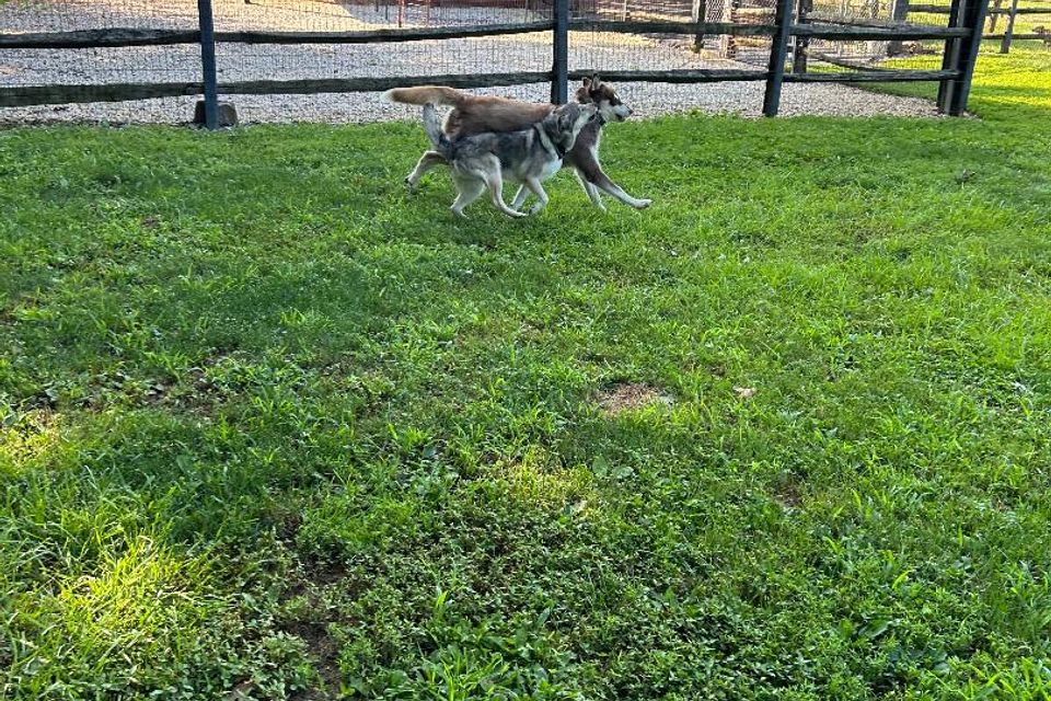 2huskies