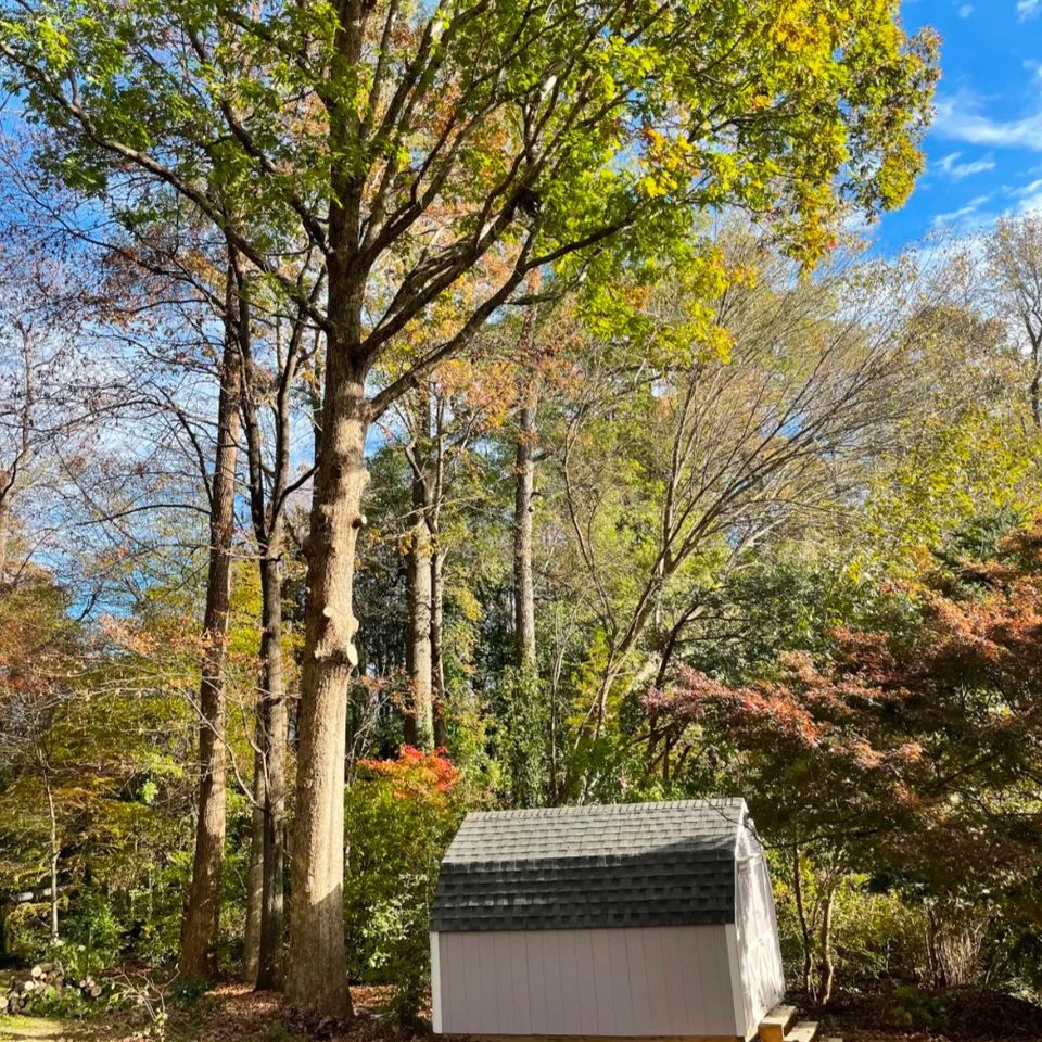 3TG LLC, Tree Removal near Clayton  NC, Tree Services near Clayton  NC, Tree Trimming, Tree Pruning, Stump Grinding