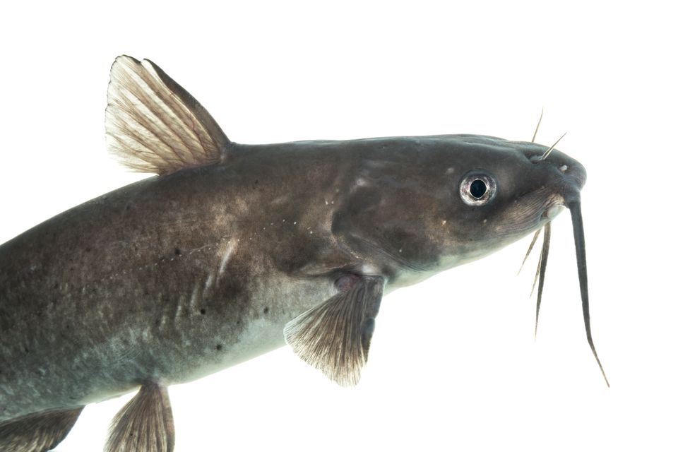 Channel catfish sam stukel 2020 2