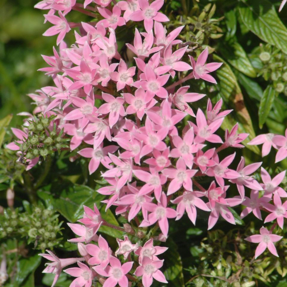 An flowers70 rc