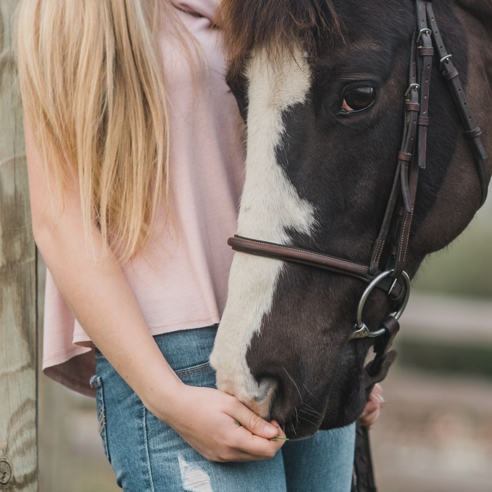 horse breeding