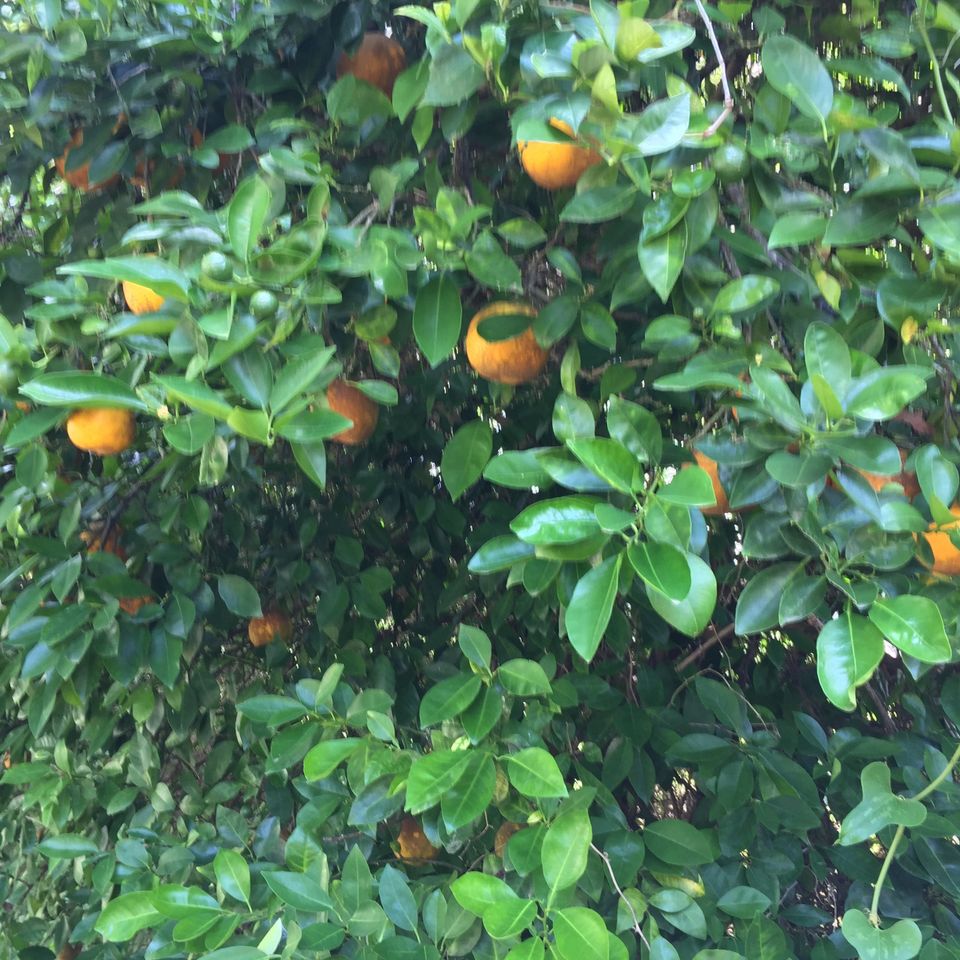 8555 citrus trees