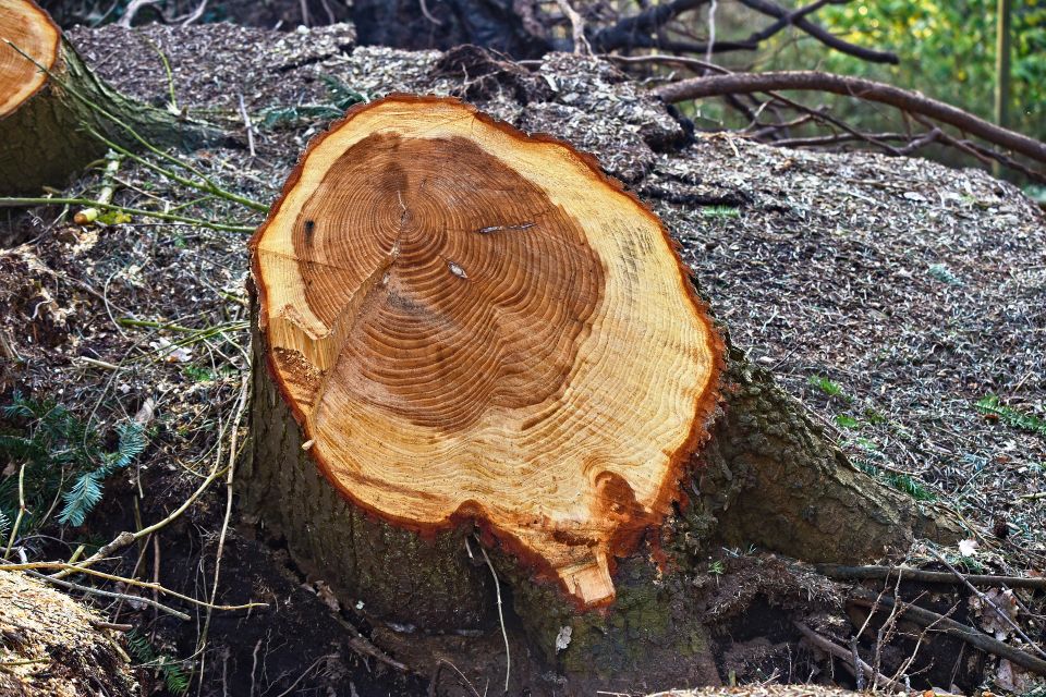 Mabelamber tree gc29ae0a05 1920