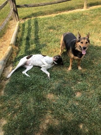 2 dogs   white and german shep