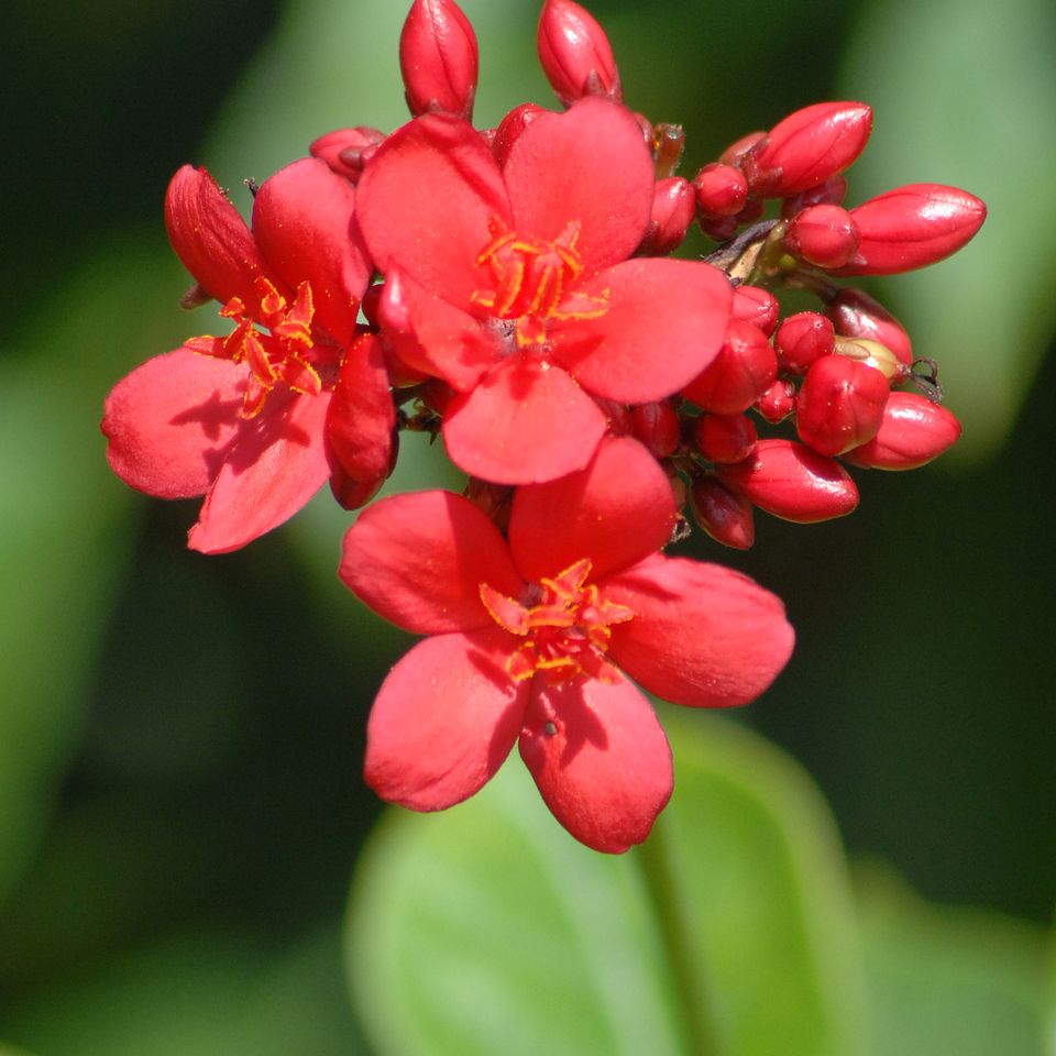 An flowers69 rc