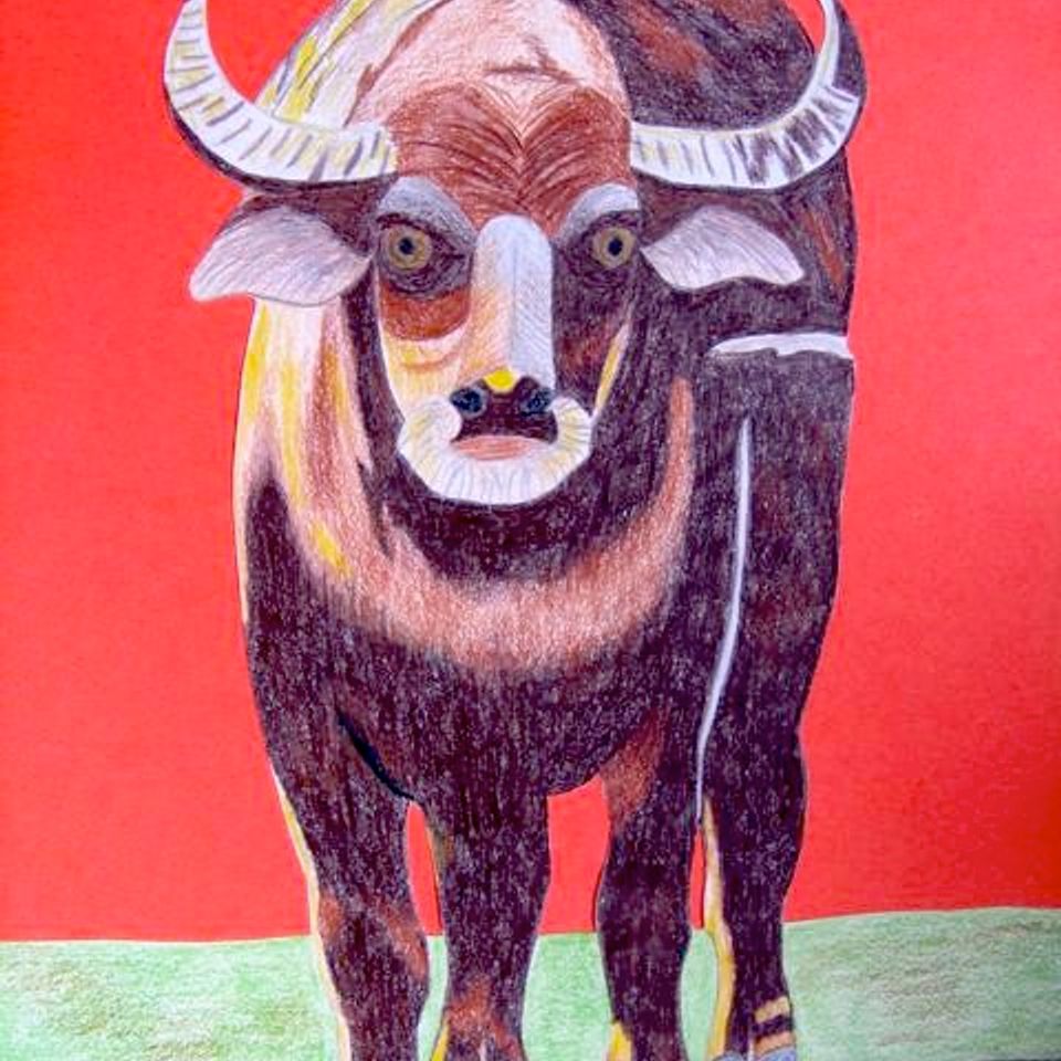 11. water buffalo