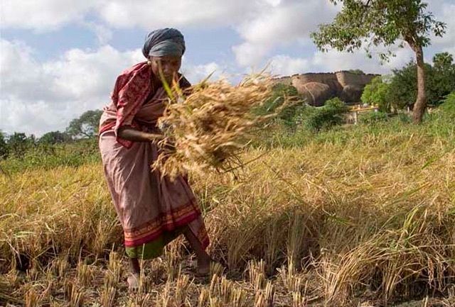 Reaping harvest