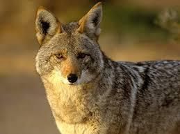 Coyote20170210 18008 oddmeh